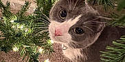 Willow joined the competition — help win amazing prizes! cat, christmas_tree, lights, indoor, curious, gray_cat, white_cat, pet, animal, whiskers, carpet, holiday, festive, pine_needles, closeup, cute, domestic_cat, collar, green, decor