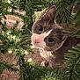 cat, christmas_tree, lights, indoor, curious, gray_cat, white_cat, pet, animal, whiskers, carpet, holiday, festive, pine_needles, closeup, cute, domestic_cat, collar, green, decor