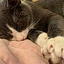 Willow is registered to the contest to win money with this photo: cat, sleeping, grey, white, paw, close_up, soft, blanket, cozy, cute, pet, feline, indoor, resting, whiskers, fur, nose, animal, relaxation, domestic