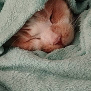 Magnum participe au concours pour gagner de l'argent avec cette photo : cat, sleeping, towel, cozy, orange_and_white, fur, pet, indoor, closeup, resting, face, snug, blanket, soft_texture, relaxation, cute, animal, domestic, comfort, peaceful
