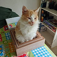 Magnum participe au concours pour gagner de l'argent avec cette photo : animal, cat, colorful, cozy, domestic, fluffy, fur, furniture, household, indoor, orange_cat, patchwork, pet, resting, room, shelf, table, tablecloth, white_cat, wooden_box