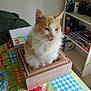 animal, cat, colorful, cozy, domestic, fluffy, fur, furniture, household, indoor, orange_cat, patchwork, pet, resting, room, shelf, table, tablecloth, white_cat, wooden_box