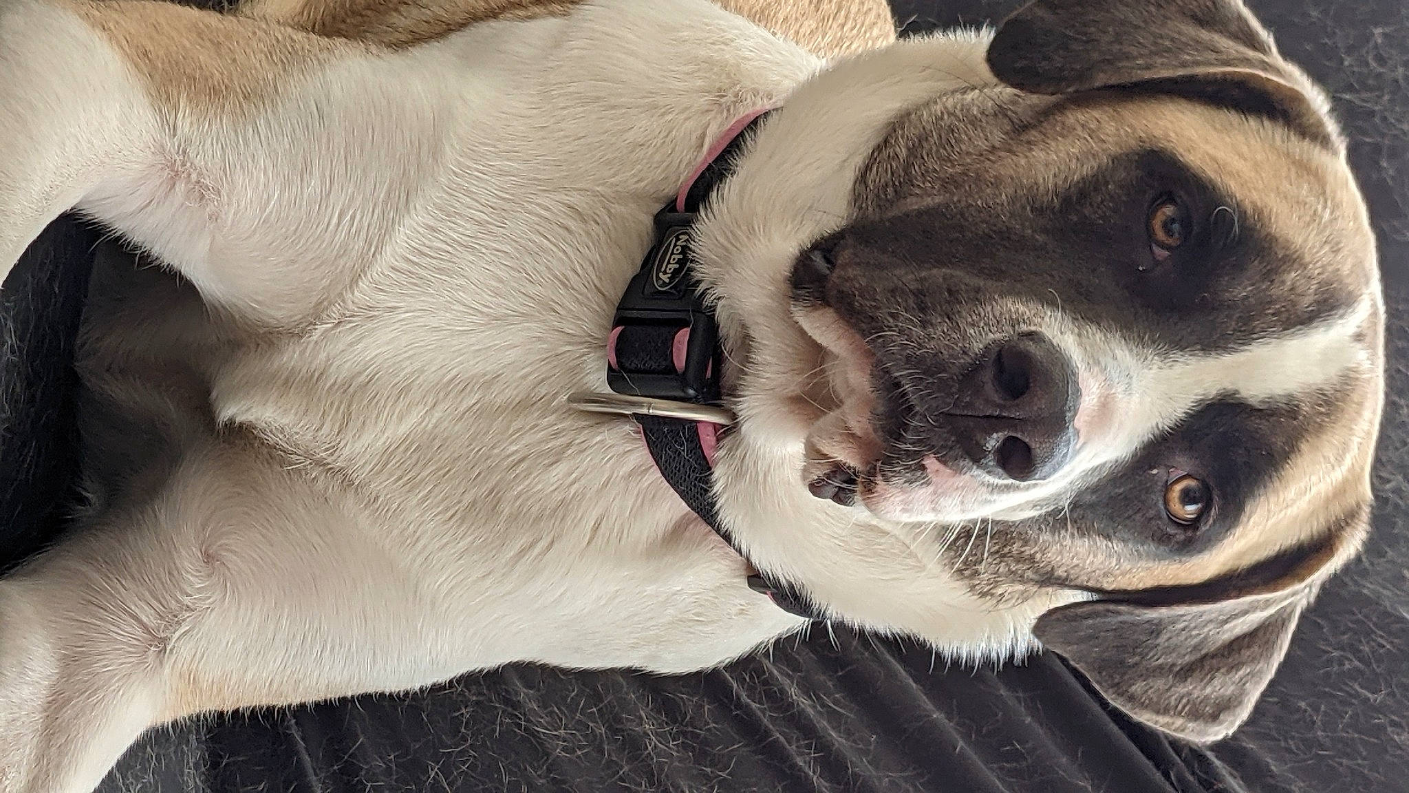 April joined the competition — help win amazing prizes! carnivore, collar, comfort, companion_dog, dog, dog_breed, dog_collar, dog_supply, ear, eyewear, fawn, fur, grey, jaw, leash, pet_supply, snout, sporting_group, whiskers, working_animal