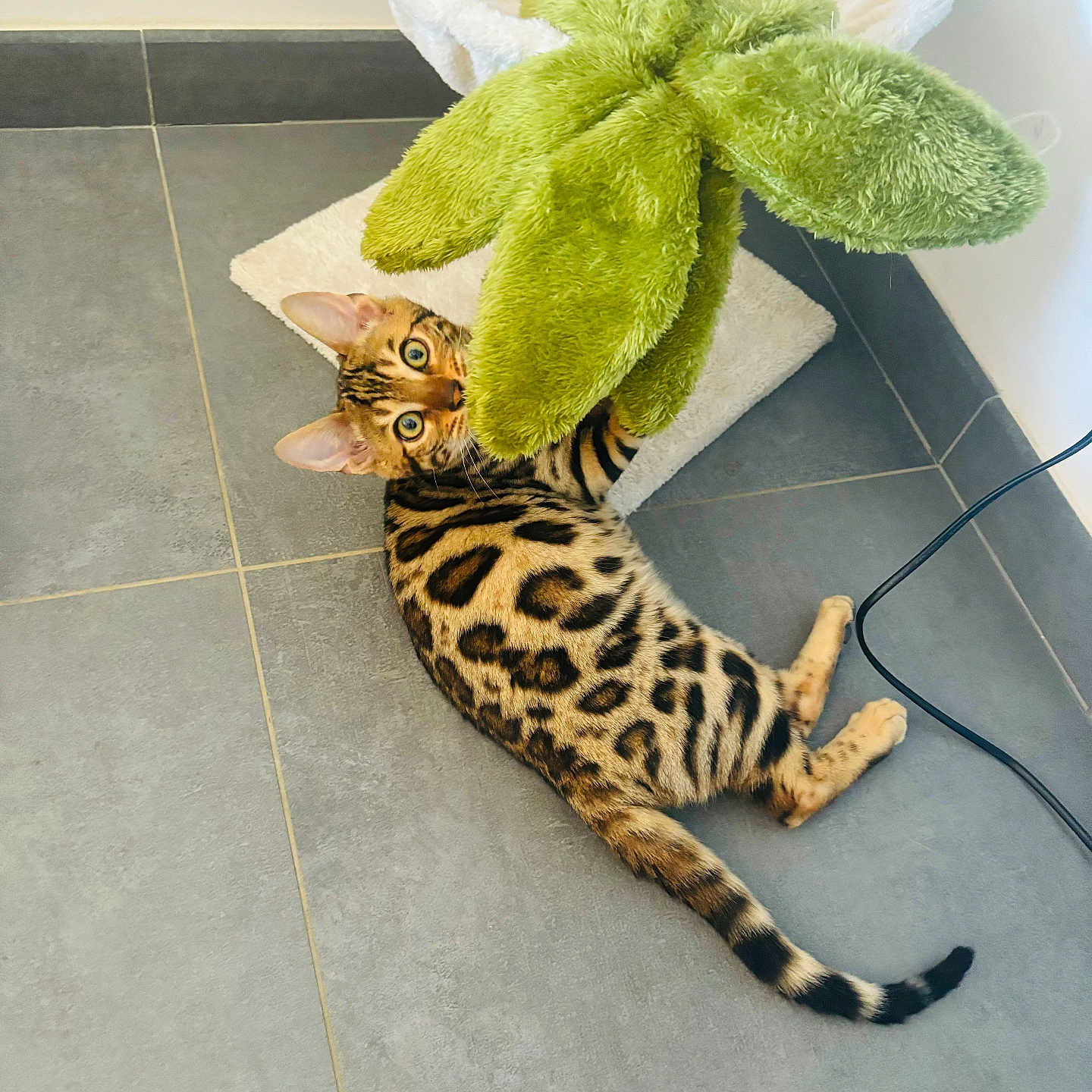 Wally participe au concours pour gagner de l'argent avec cette photo : abyssinian, animal, blanket, cat, cheetah, egyptiancat, kitten, ocelot, pet, plush, towel, toy