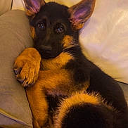 Buck participe au concours pour gagner de l'argent avec cette photo : dog, puppy, german_shepherd, pet, animal, black_and_tan, pointed_ears, brown_fur, black_fur, face, eyes, paw, lying_down, couch, cushion, indoor, portrait, relaxed, cute, tail