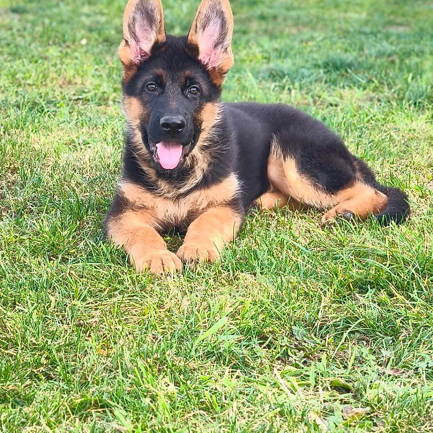 Buck participe au concours pour gagner de l'argent avec cette photo : dog, puppy, german_shepherd, animal, pet, outdoor, grass, lawn, stone_wall, black_and_tan, sitting, lying_down, portrait, pointed_ears, open_mouth, tongue, happy, playful, garden, daylight