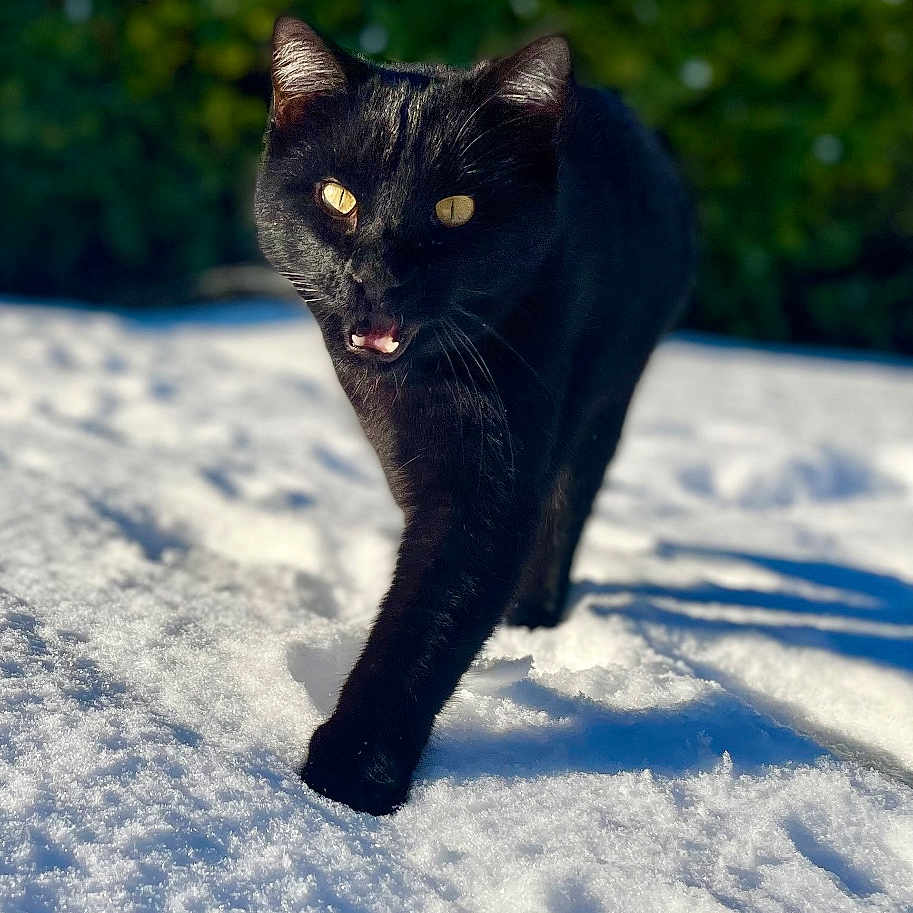 Sirius Black
