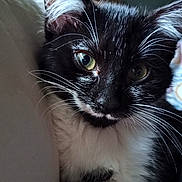 Kittles joined the competition — help win amazing prizes! kitten, cat, black_and_white, close_up, whiskers, green_eyes, pet, young, fur, indoor, curious, cute, animal, mammal, face, portrait, soft_light, cozy, colorful_background, feline