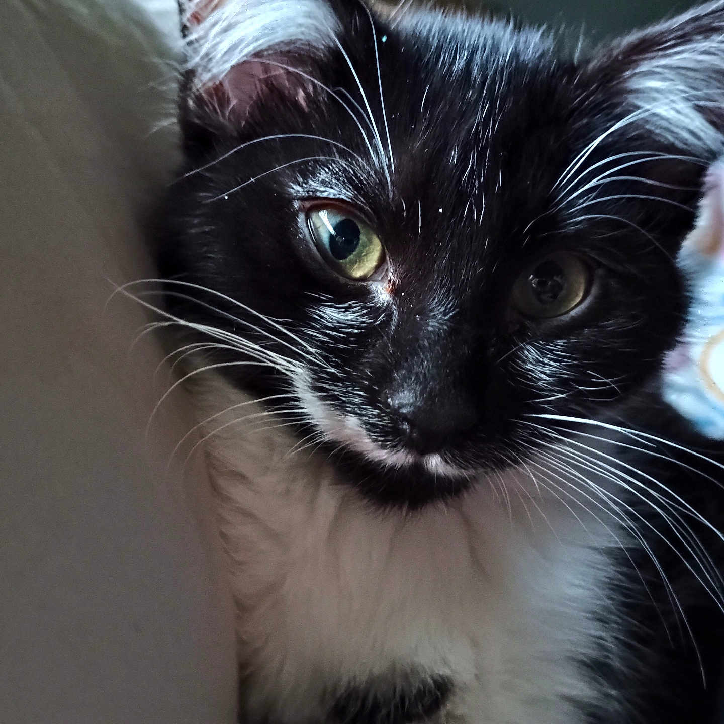 Kittles joined the competition — help win amazing prizes! animal, black_and_white, cat, close_up, colorful_background, cozy, curious, cute, face, feline, fur, green_eyes, indoor, kitten, mammal, pet, portrait, soft_light, whiskers, young