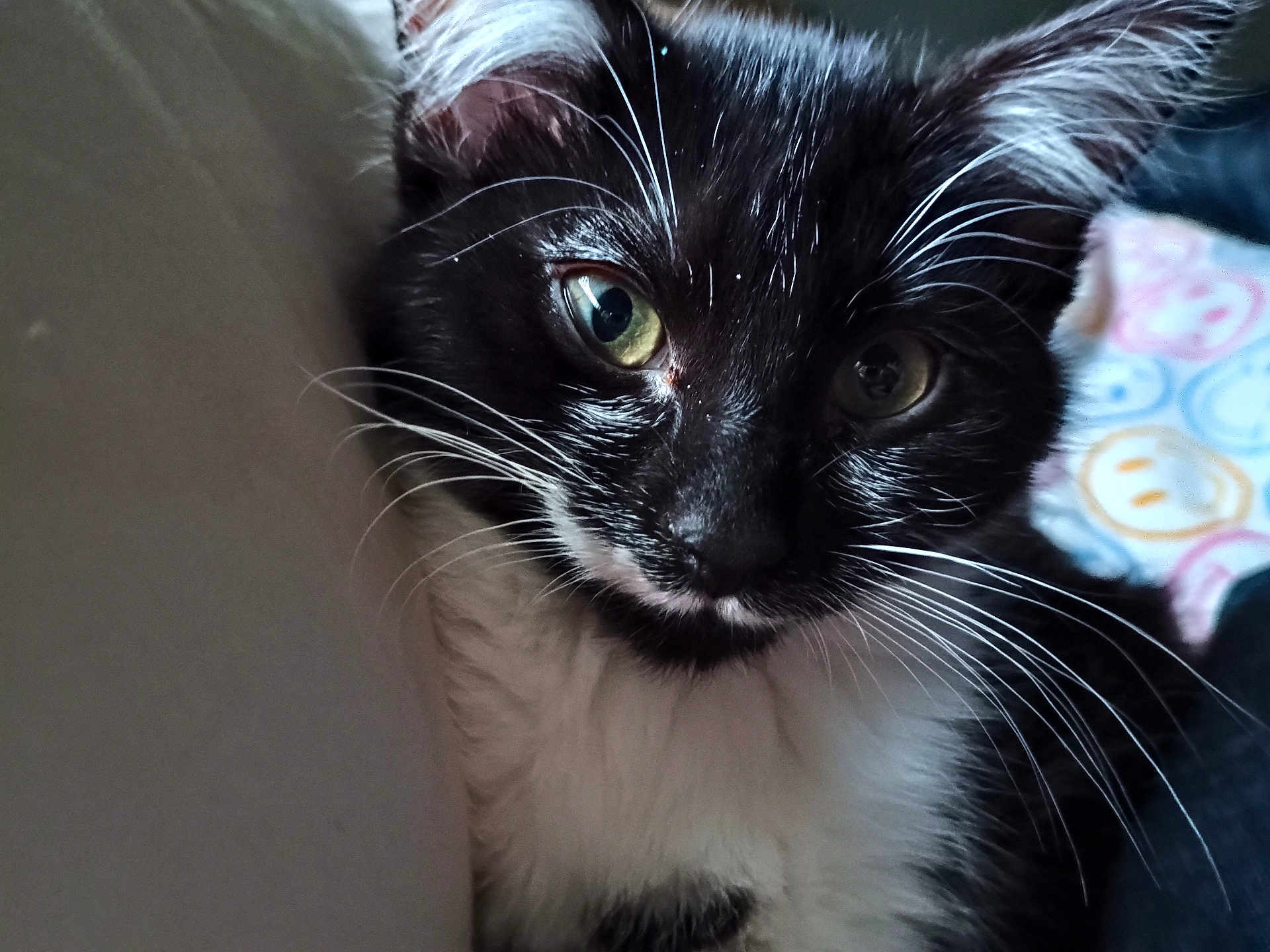 Kittles joined the competition — help win amazing prizes! kitten, cat, black_and_white, close_up, whiskers, green_eyes, pet, young, fur, indoor, curious, cute, animal, mammal, face, portrait, soft_light, cozy, colorful_background, feline