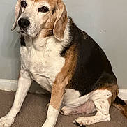 Samson is registered to the contest to win money with this photo: animal, beagle, black, brown, calm, canine, carpet, dog, ears, face, floor, fur, indoor, nostrils, paw, pet, sitting, tail, wall, white