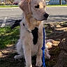 animal, background, blue_sky, calm, canine, daytime, dog, golden_retriever, grass, harness, leash, leisure, nature, outdoor, park, pet, sidewalk, spring, sunlight, tree