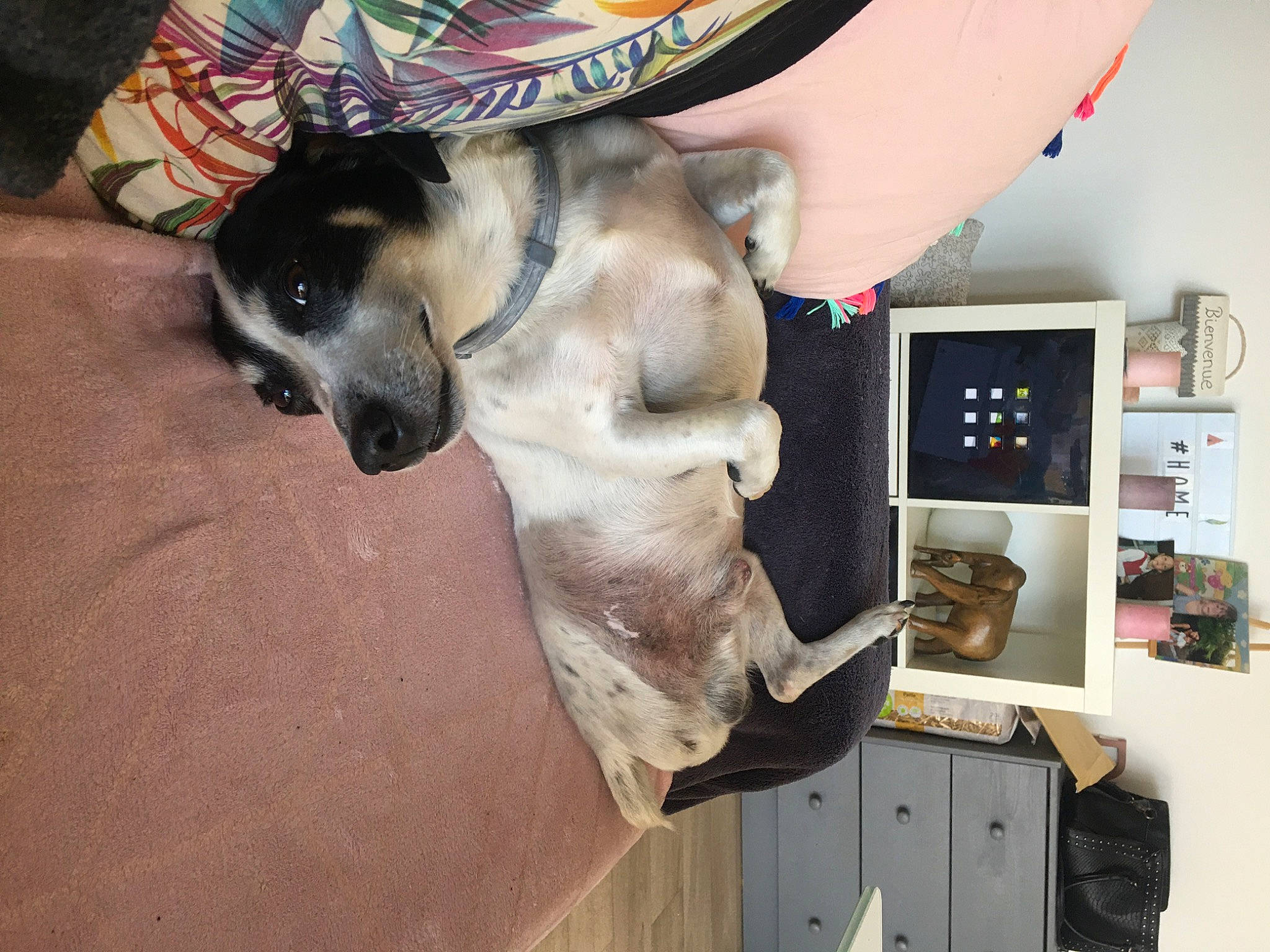 Dundy participe au concours pour gagner de l'argent avec cette photo : black_mouth_cur, canidae, carnivore, companion_dog, dog, dog_breed, ear, fawn, great_dane, non_sporting_group, sloughi, snout, sporting_group, weimaraner