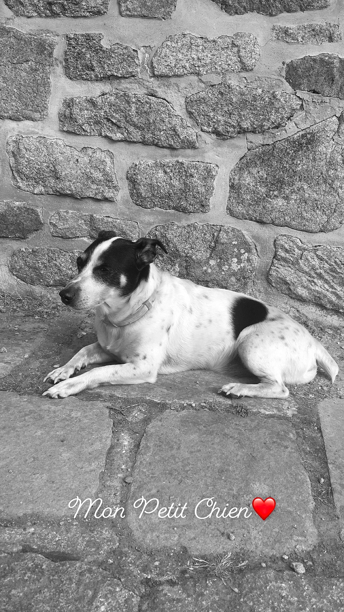 Dundy a rejoint le concours — aidez-le/la à gagner de superbes lots ! black_and_white, canidae, carnivore, companion_dog, dog, dog_breed, fox_terrier, jack_russell_terrier, sporting_group, street_dog