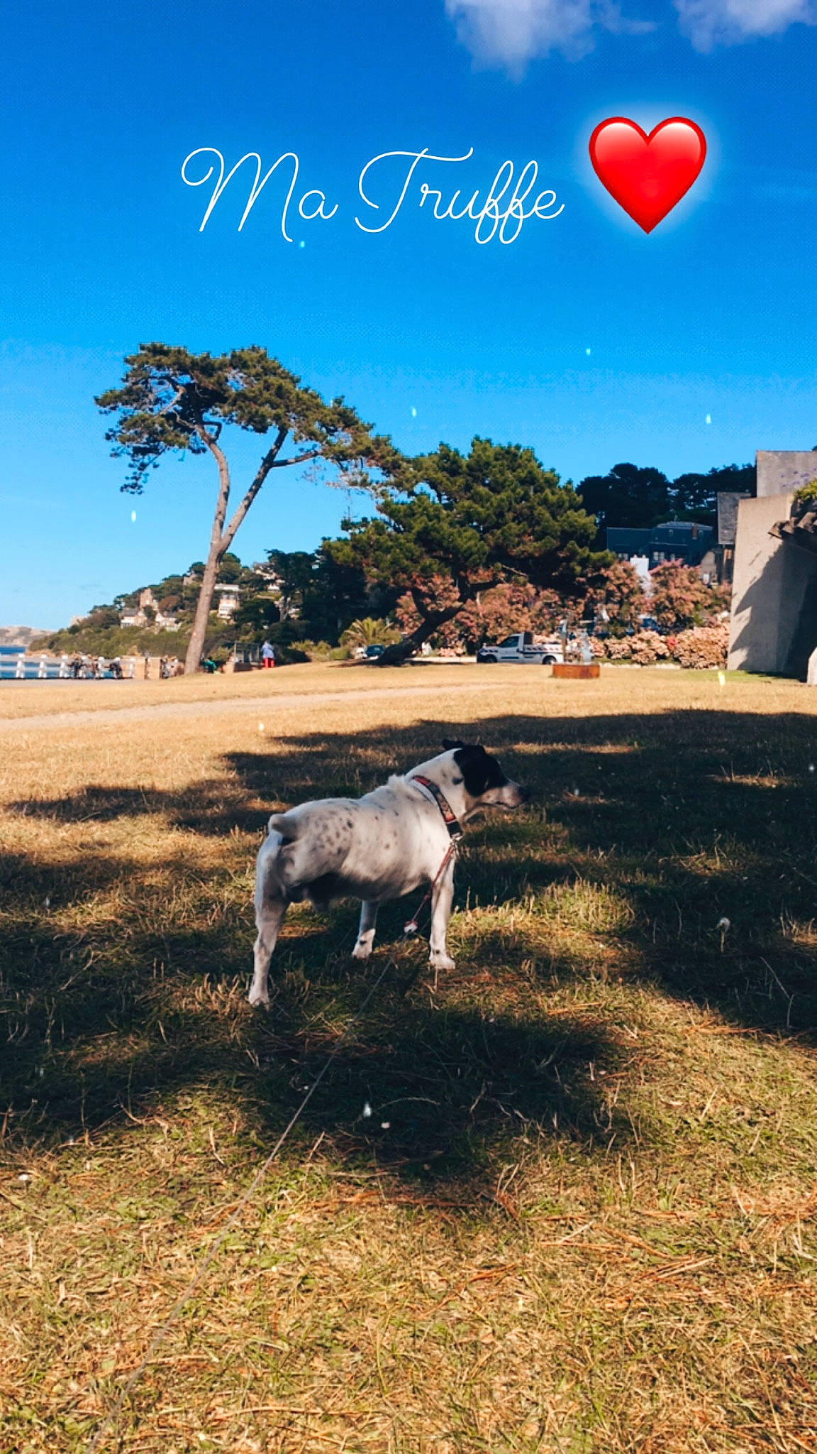 Dundy participe au concours pour gagner de l'argent avec cette photo : bovine, canidae, cloud, fawn, mountain, plant, sky, tourism, tree