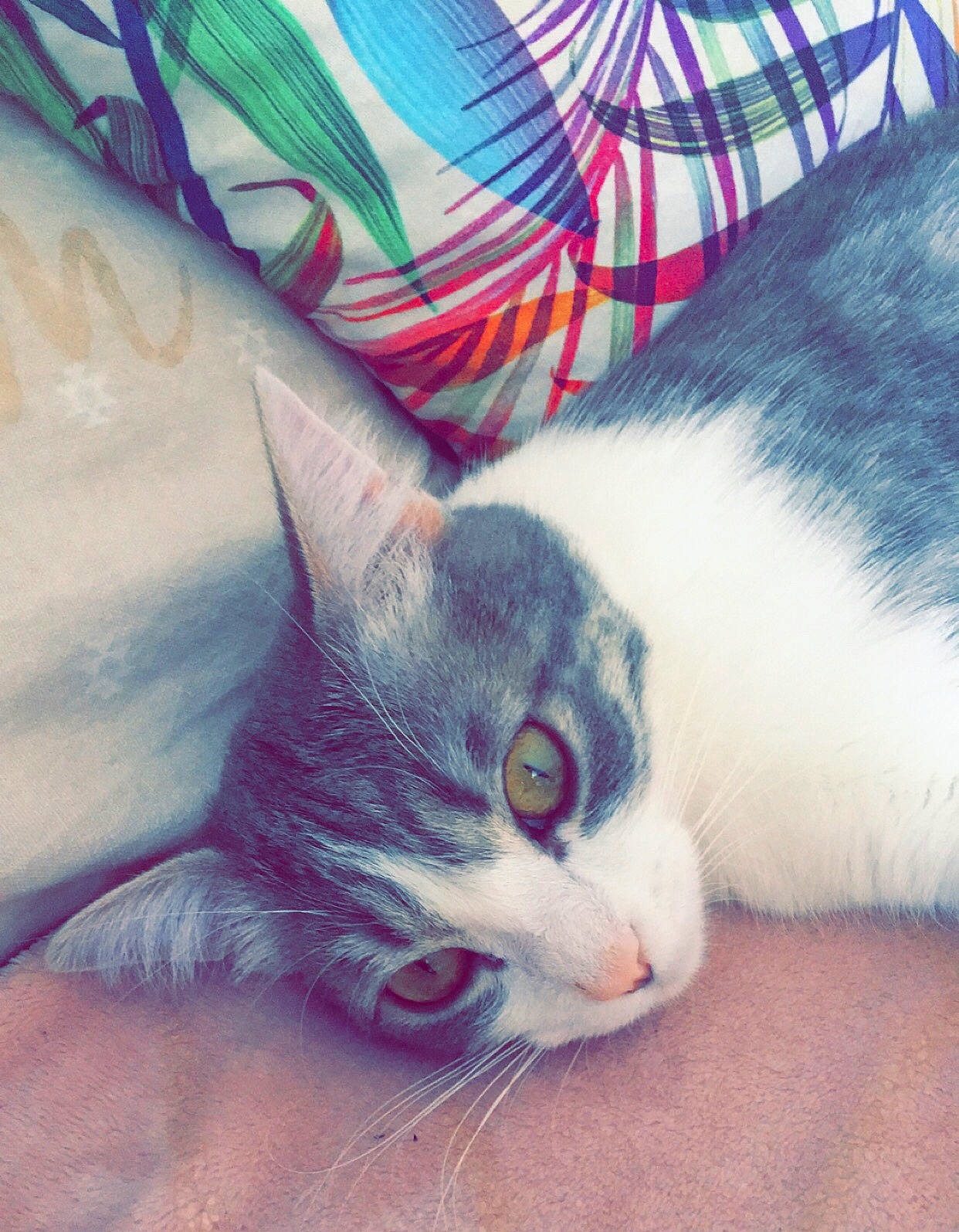 Hippy a rejoint le concours — aidez-le/la à gagner de superbes lots ! aegean_cat, american_wirehair, carnivore, cat, domestic_short_haired_cat, ear, european_shorthair, eye, felidae, fur, kitten, small_to_medium_sized_cats, snout, tabby_cat, tail, whiskers