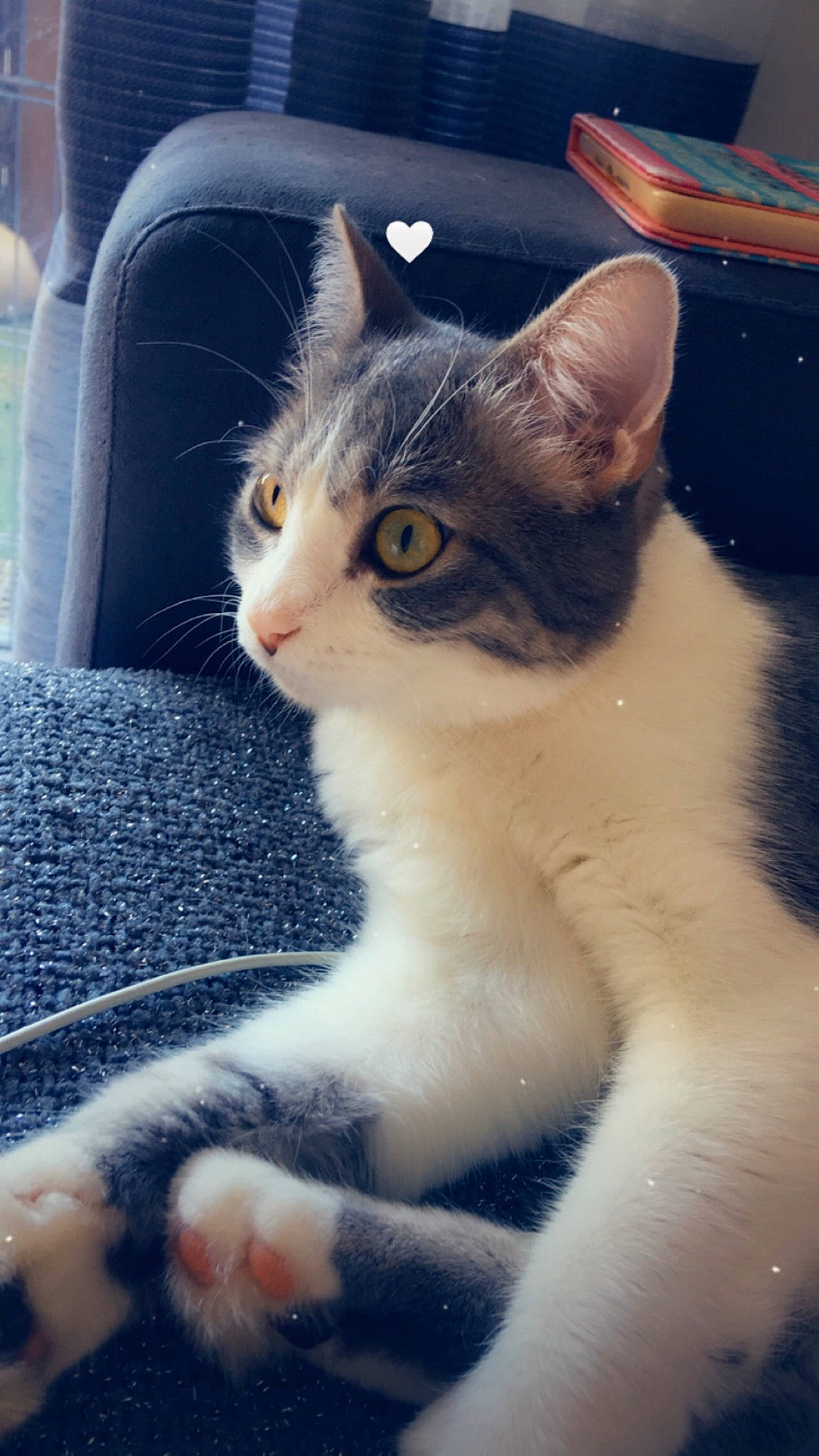 Hippy participe au concours pour gagner de l'argent avec cette photo : aegean_cat, american_wirehair, asian, carnivore, cat, domestic_short_haired_cat, european_shorthair, felidae, fur, kitten, mammal, ojos_azules, polydactyl_cat, small_to_medium_sized_cats, snout, tail, whiskers