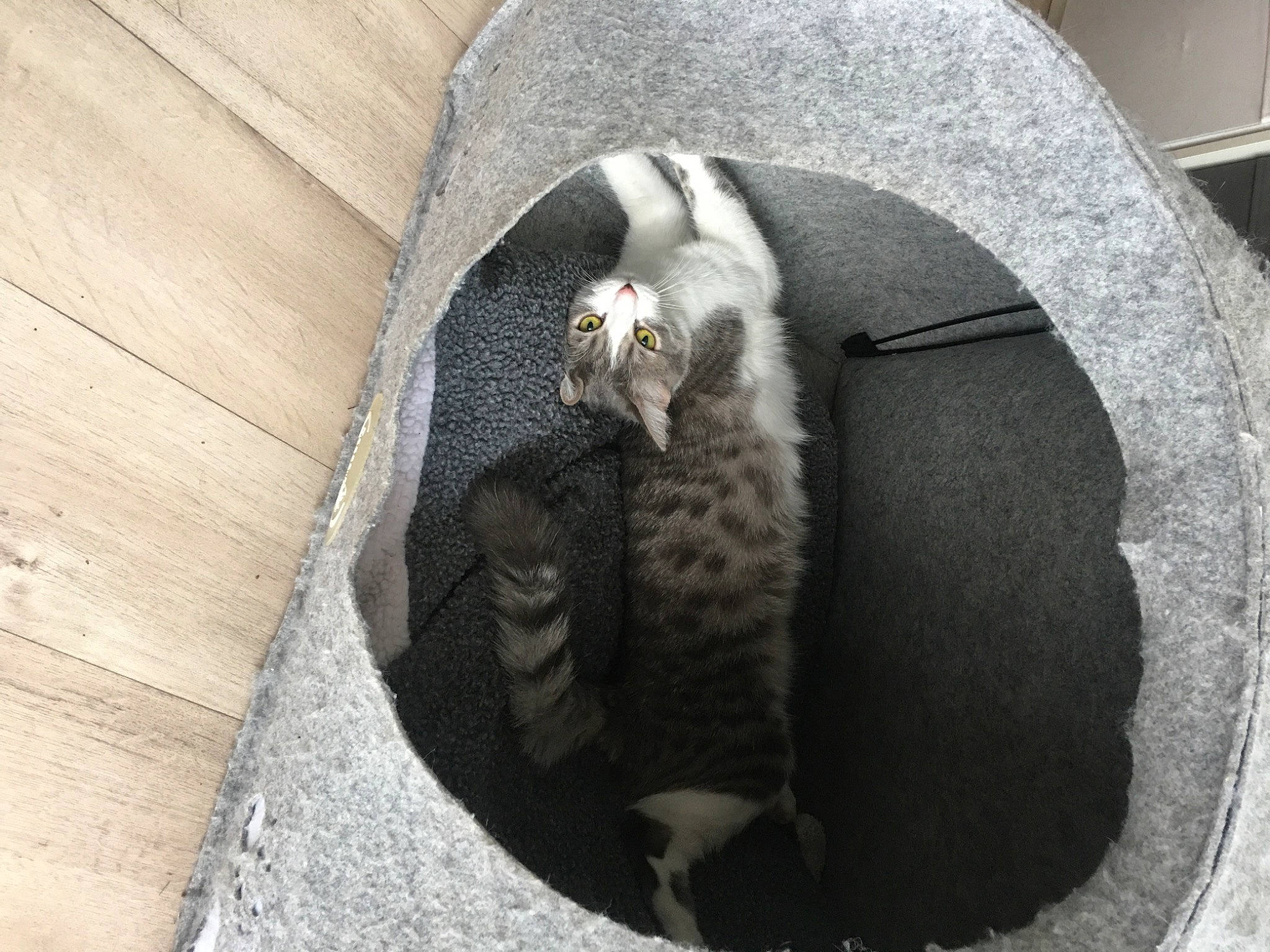 Hippy participe au concours pour gagner de l'argent avec cette photo : british_shorthair, carnivore, cat, cat_bed, european_shorthair, felidae, fur, small_to_medium_sized_cats, tail, whiskers