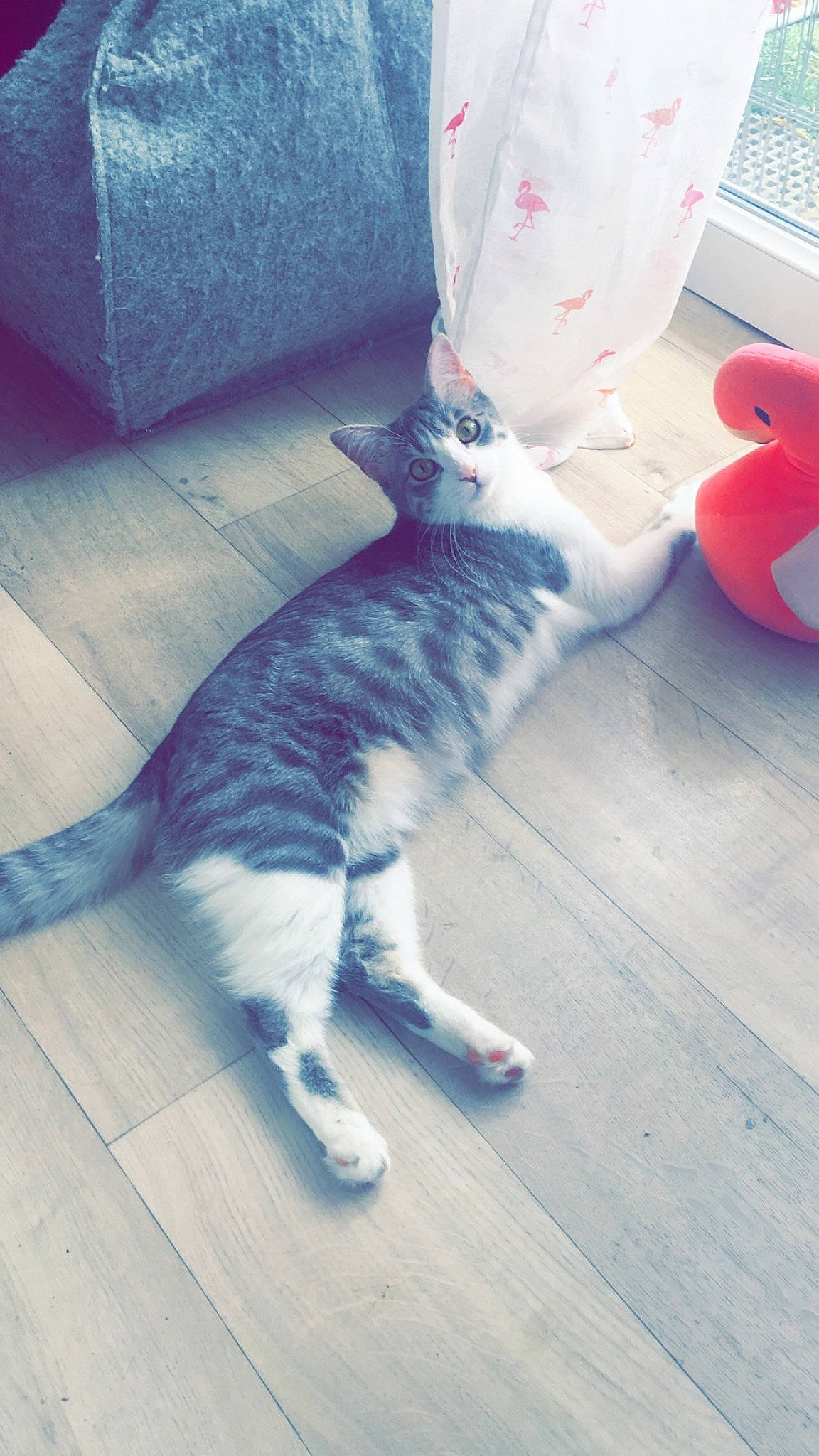 Hippy participe au concours pour gagner de l'argent avec cette photo : aegean_cat, carnivore, cat, domestic_short_haired_cat, ear, european_shorthair, felidae, fur, kitten, leg, nose, polydactyl_cat, small_to_medium_sized_cats, snapshot, tabby_cat, tail, whiskers