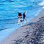 Rex Logan joined the competition — help win amazing prizes! dog, beach, water, sand, waves, outdoor, running, happy, nature, shore, animal, black_and_white, daylight, playful, canine, coast, shoreline, leash, pet, summer