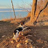 Rex Logan is registered to the contest to win money with this photo: dog, outdoor, nature, tree, rock, dirt, water, sunlight, animal, pet, forest, landscape, brown, black_and_white, canine, walking, leash, scenery, daylight, quiet