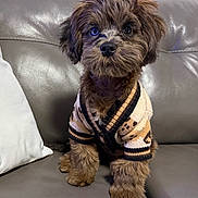 Blue is registered to the contest to win money with this photo: puppy, dog, sweater, cute, fluffy, pet, indoor, brown, fur, seated, leather_couch, attention, small_dog, portrait, animal, cozy, adorable, companion, friendly, young