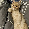Buddy a rejoint le concours — aidez-le/la à gagner de superbes lots ! animal, bed, bedding, blanket, cat, curious, cute, ears, fluffy, fur, indoor, kitten, mammal, orange_cat, paw, pet, relaxed, resting, whiskers, young