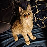 animal, bed, blanket, blue_bedding, cat, cozy, curious, cute, domestic, ears, feline, fur, indoor, kitten, paws, pet, small, soft, whiskers, young