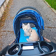 Buddy participe au concours pour gagner de l'argent avec cette photo : animal, blue, cat, container, curious, cute, daylight, fence, greenery, keychain, kitten, leash, nature, outdoor, path, pavement, pet, small, stroller, walking