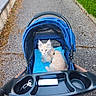 animal, blue, cat, container, curious, cute, daylight, fence, greenery, keychain, kitten, leash, nature, outdoor, path, pavement, pet, small, stroller, walking