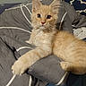 Buddy a rejoint le concours — aidez-le/la à gagner de superbes lots ! animal, bed, blanket, cat, cozy, curious, cute, domestic_cat, ears, eyes, fluffy, fur, indoor, kitten, orange_cat, paw, pet, resting, whiskers, young