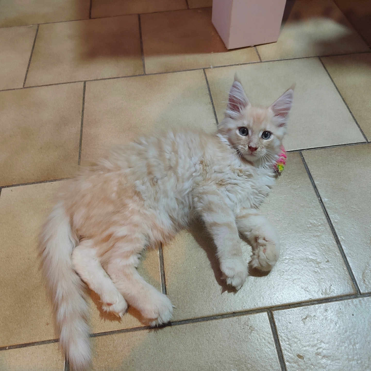 Buddy a rejoint le concours — aidez-le/la à gagner de superbes lots ! cat, kitten, fluffy, cream_color, fur, floor, tile, indoor, pet, animal, cute, relaxed, looking, curious, whiskers, ears, tail, paws, domestic, young