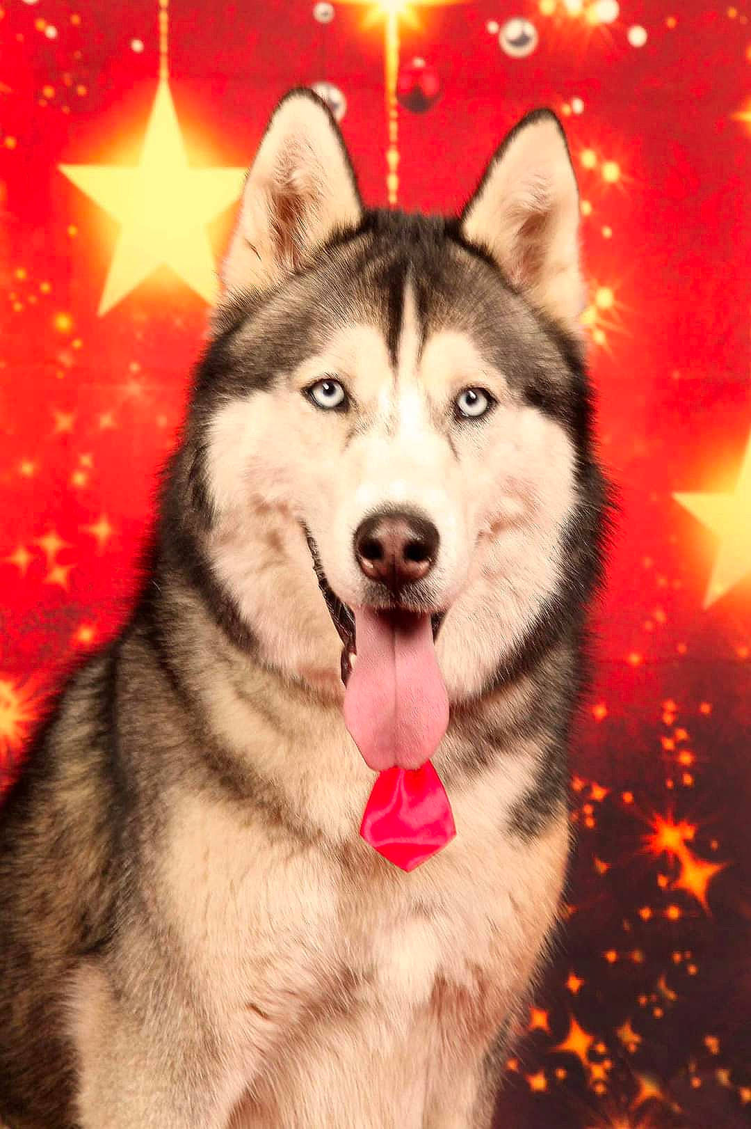 Ramses a rejoint le concours — aidez-le/la à gagner de superbes lots ! ancient_dog_breeds, art, canidae, canis, carnivore, companion_dog, dog, dog_breed, fur, illustration, siberian_husky, sled_dog, snout, sporting_group, whiskers, wildlife, wolf, working_dog