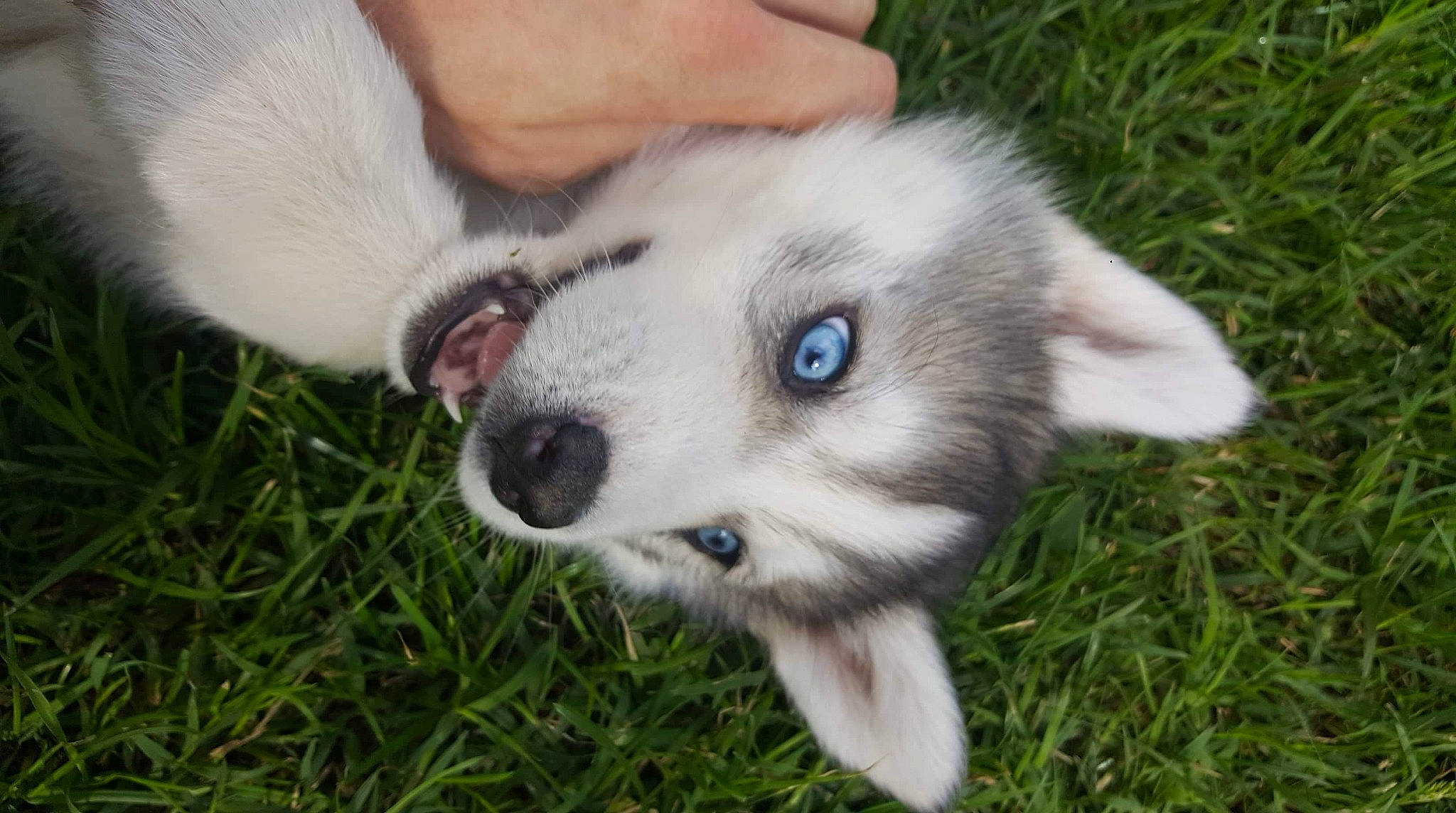 Ramsès a rejoint le concours — aidez-le/la à gagner de superbes lots ! alaskan_malamute, canadian_eskimo_dog, canidae, carnivore, companion_dog, dog, dog_breed, labrador_husky, mammal, miniature_siberian_husky, native_american_indian_dog, northern_inuit_dog, nose, puppy, rare_breed_dog, siberian_husky, snout, vertebrate, west_siberian_laika, wolfdog