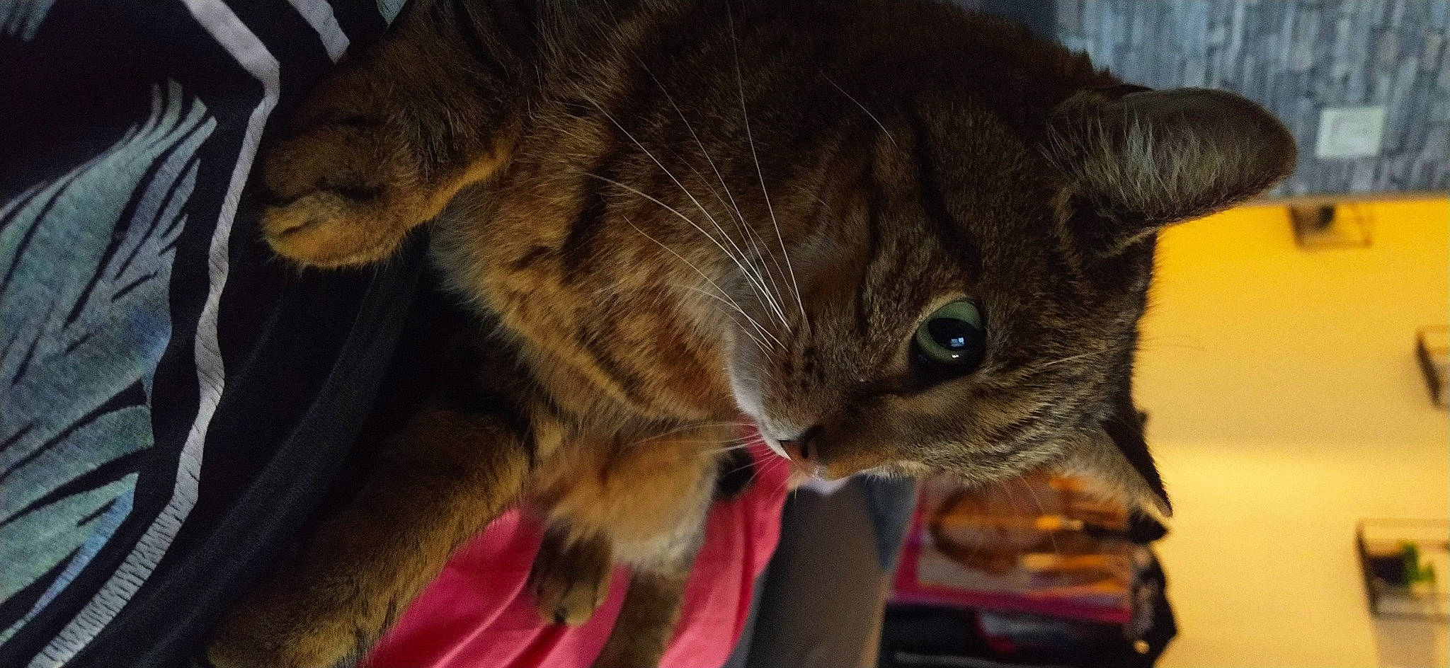 Léon participe au concours pour gagner de l'argent avec cette photo : asian, california_spangled, carnivore, cat, chausie, claw, domestic_short_haired_cat, dragon_li, european_shorthair, felidae, fur, german_rex, kitten, mammal, pixie_bob, small_to_medium_sized_cats, snout, tabby_cat, vertebrate, whiskers