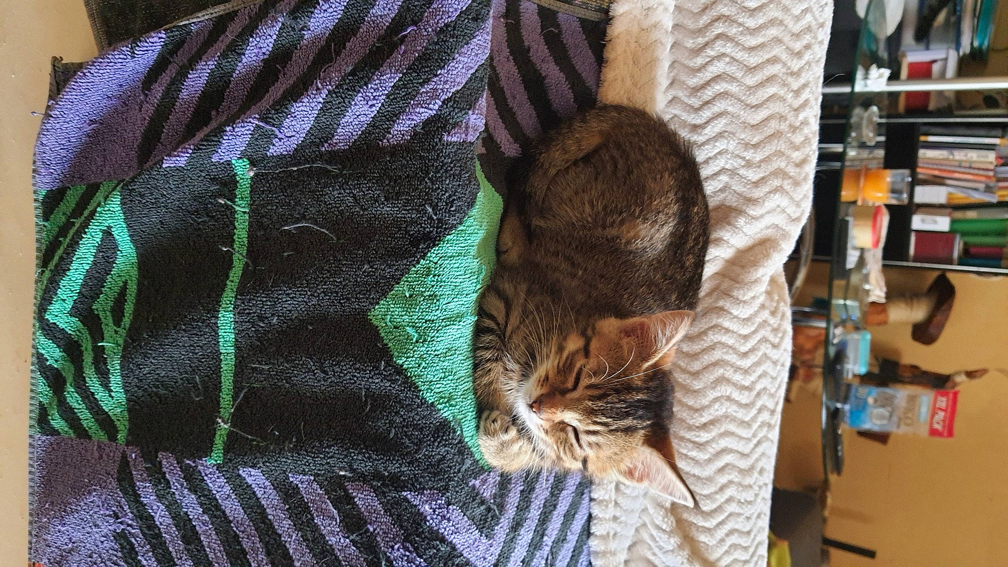 Spirou a rejoint le concours — aidez-le/la à gagner de superbes lots ! brown, carnivore, cat, comfort, domestic_short_haired_cat, felidae, fur, linens, pattern, shelf, shelving, small_to_medium_sized_cats, tail, textile, thread, tree, whiskers, wood, wool