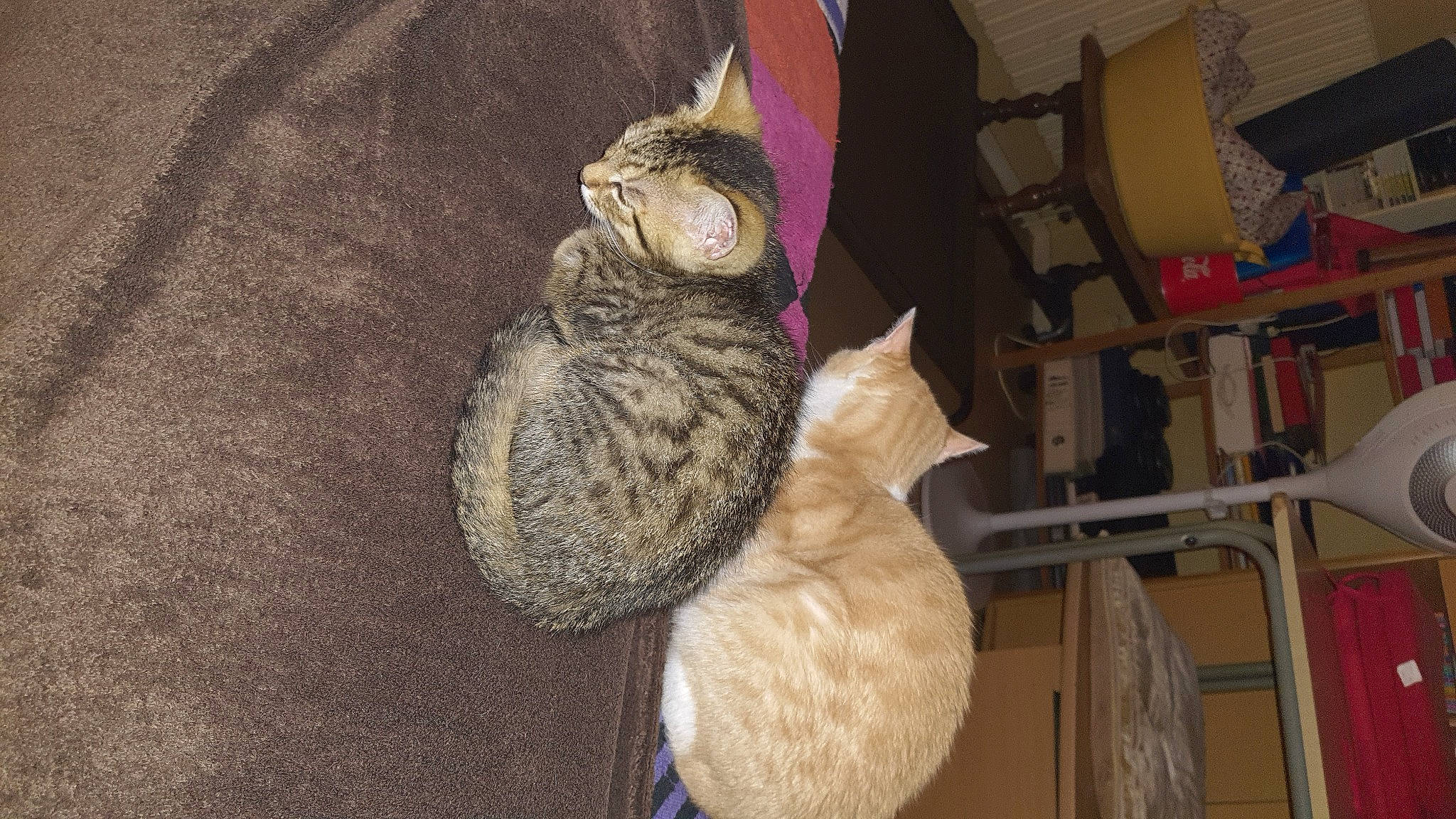 Spirou a rejoint le concours — aidez-le/la à gagner de superbes lots ! black_cat, canidae, cap, carnivore, cat, comfort, domestic_short_haired_cat, fawn, felidae, fur, hat, knitting, linens, small_to_medium_sized_cats, tail, thread, whiskers, wood, wool, woolen