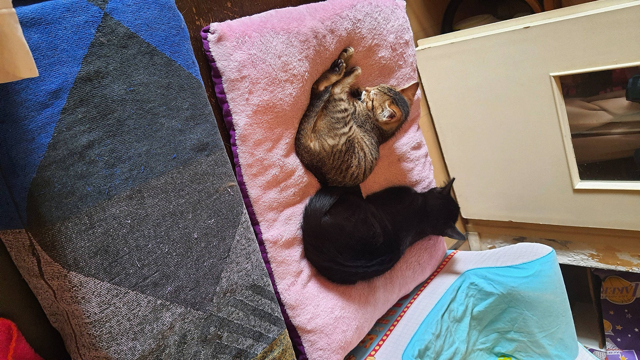 Spirou a rejoint le concours — aidez-le/la à gagner de superbes lots ! beard, canidae, carnivore, cat, comfort, companion_dog, dog_breed, fawn, felidae, flooring, fur, human_leg, linens, nap, pattern, sitting, small_to_medium_sized_cats, sporting_group, whiskers, wood