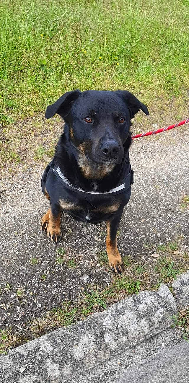 Magik participe au concours pour gagner de l'argent avec cette photo : canidae, carnivore, collar, companion_dog, dog, dog_breed, dog_collar, grass, guard_dog, hunting_dog, pet_supply, plant, snout, sporting_group, working_animal, working_dog