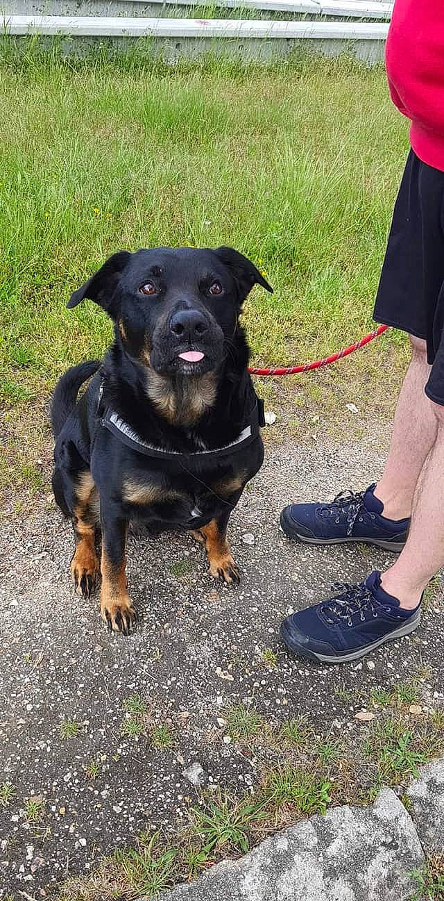 Magik participe au concours pour gagner de l'argent avec cette photo : adventure, canidae, carnivore, collar, companion_dog, dog, dog_breed, dog_collar, dog_hiking, dog_walking, grass, guard_dog, leash, rottweiler, sandal, shoe, snout, sporting_group, working_animal, working_dog