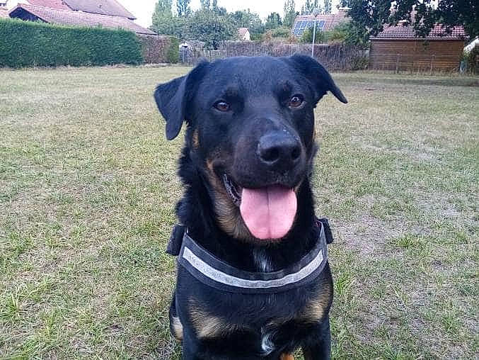 Magik participe au concours pour gagner de l'argent avec cette photo : borador, canidae, carnivore, collar, companion_dog, dog, dog_breed, dog_collar, grass, guard_dog, gun_dog, personal_protective_equipment, plant, retriever, snout, sporting_group, tree, whiskers, working_animal, working_dog