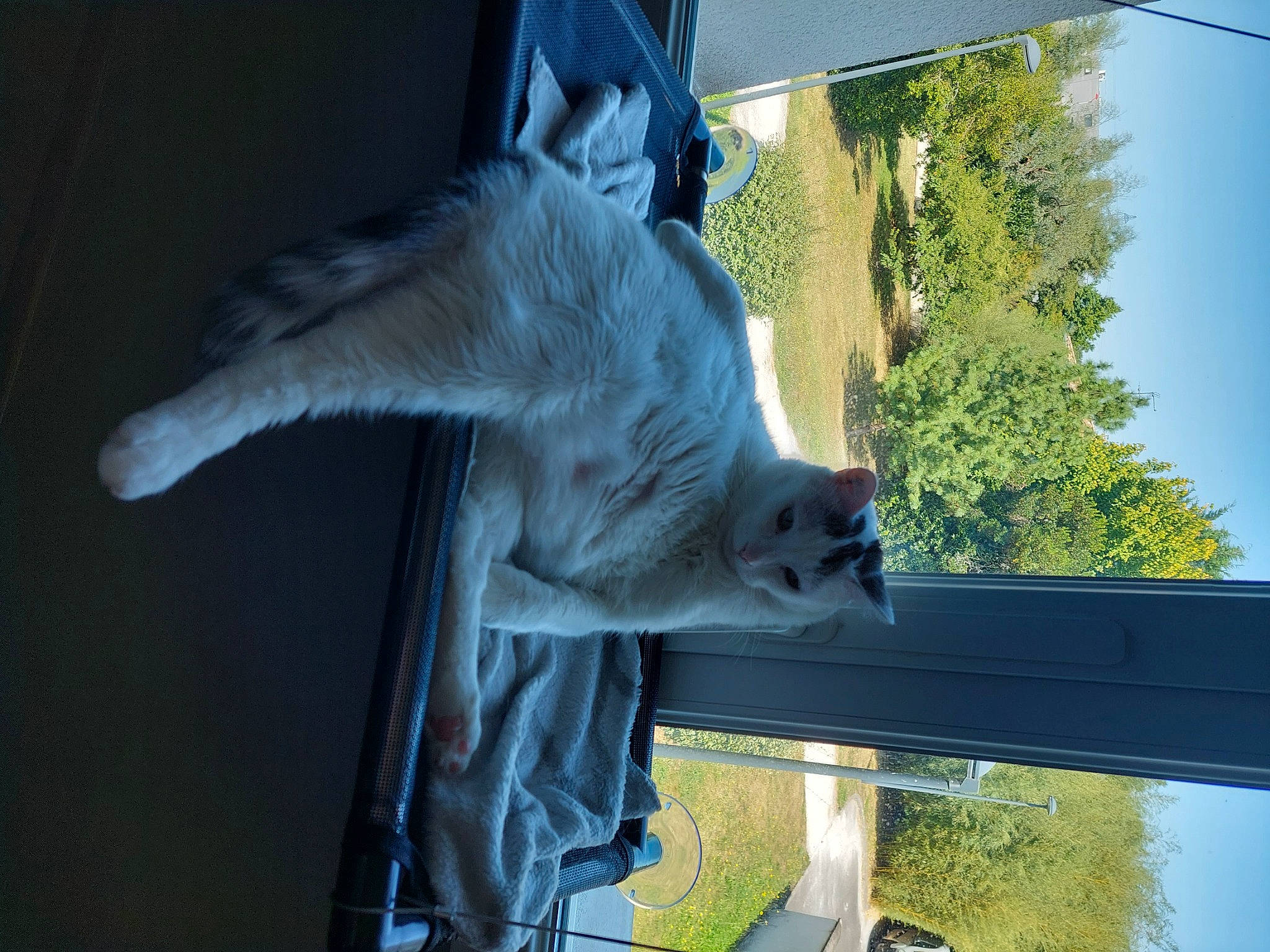 Noon a rejoint le concours — aidez-le/la à gagner de superbes lots ! art, carnivore, felidae, fur, grass, hat, houseplant, monument, plant, sculpture, shade, sky, statue, tail, tints_and_shades, tree, trunk, window, wing, wood