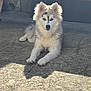 animal, bench, blue_eyes, concrete, curious, daylight, dog, ears_up, fluffy, fur, lying_down, nature, outdoor, pet, puppy, relaxed, shadow, stone_wall, sunlight, young_dog
