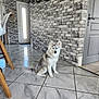 Yuki a rejoint le concours — aidez-le/la à gagner de superbes lots ! animal, blue_eyes, brick_wall, chair_legs, cute, dog, door, floor_tiles, fur, grey, home_interior, husky, indoor, marble_floor, modern, pet, puppy, sitting, white, young_dog