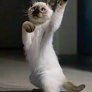Nala participe au concours pour gagner de l'argent avec cette photo : cat, white_cat, blue_eyes, playful, standing, hind_legs, whiskers, indoor, pet, feline, fur, tail, paw, cute, animal, mammal, young_cat, focused, curious, shadow