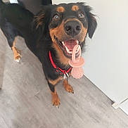 Leïla a rejoint le concours — aidez-le/la à gagner de superbes lots ! dog, pet, animal, indoor, floor, toy, pacifier, collar, black, brown, happy, looking_up, canine, fur, ears, mouth, teeth, tongue, domestic, companion