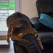 Floky participe au concours pour gagner de l'argent avec cette photo : armrest, blue_pillow, blurred, cardboard_box, cat, feline, floor, furniture, green_lawn, home, indoor, lazy, leather_couch, metal_chair, pet, relaxed, resting, striped_cat, tile_floor, window