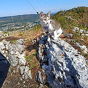 Héra a rejoint le concours — aidez-le/la à gagner de superbes lots ! cat, outdoor, rock, harness, nature, hill, sky, grass, animal, scenic, adventure, sunny, exploration, curious, pet, landscape, wildlife, daytime, mountain, travel