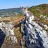 cat, outdoor, rock, harness, nature, hill, sky, grass, animal, scenic, adventure, sunny, exploration, curious, pet, landscape, wildlife, daytime, mountain, travel