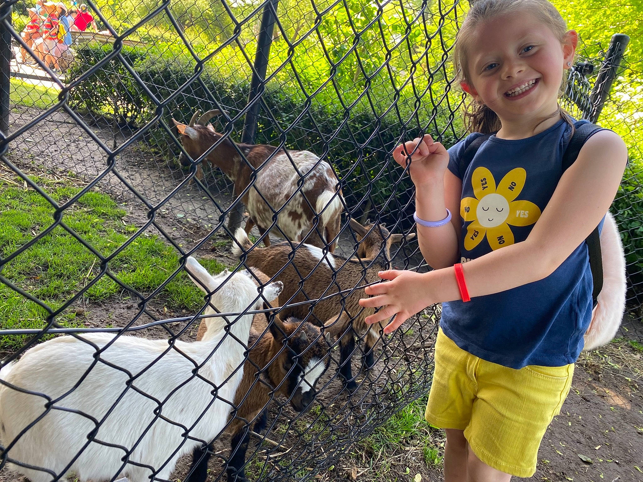 Neyla a rejoint le concours — aidez-le/la à gagner de superbes lots ! animal_shelter, big_cats, carnivore, chain_link_fencing, dog_breed, fawn, felidae, fence, grass, joy, mammal, mesh, person, pet_supply, plant, recreation, smile, terrestrial_animal, tree, vertebrate